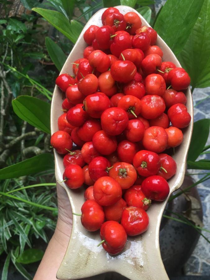 Cherry Garden Homestay Hoi An Exteriér fotografie